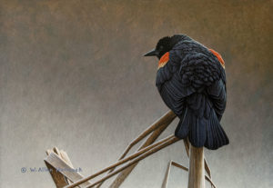 SOLD "Marsh Mates - Red-winged Blackbird 2," by W. Allan Hancock 8 x 11 1/2 - acrylic $1100 Unframed