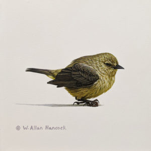 SOLD "Recovering - Orange-crowned Warbler," by W. Allan Hancock 6 x 6 - acrylic $550 Unframed