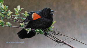 SOLD "A Song in Spring - Red-winged Blackbird," by W. Allan Hancock 6 x 11 - acrylic $825 Unframed