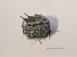 SOLD "Double Occupancy - Young Rufous Hummingbirds," by W. Allan Hancock 7 x 9 - acrylic $800 Unframed