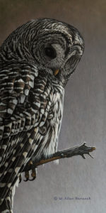 SOLD "Watching From Above - Barred Owl," by W. Allan Hancock 7 x 14 - acrylic $1165 Unframed