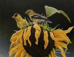 SOLD "As the Sun Goes Down - American Goldfinch Pair," by W. Allan Hancock 7 1/2 x 9 3/4 - acrylic $990 Unframed