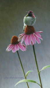 SOLD "Petal Power - Anna's Hummingbird," by W. Allan Hancock 7 x 12 - acrylic $1115 Unframed