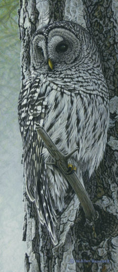 SOLD "Tree Line - Barred Owl," by W. Allan Hancock 8 x 18 - acrylic $1695 Unframed
