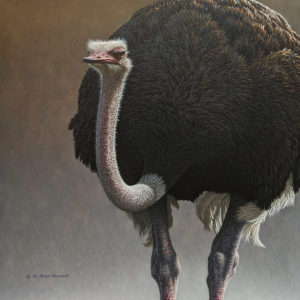 SOLD "Watching Over - Ostrich", by W. Allan Hancock 20 x 20 - acrylic $2900 Unframed