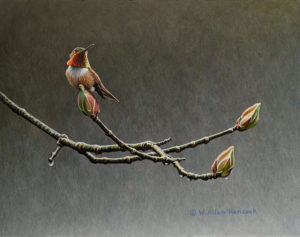 SOLD "Hangin' With Buds - Rufous Hummingbird," by W. Allan Hancock 9 1/2 x 12 - acrylic $1435 Unframed