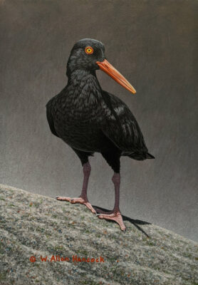 "Black Oystercatcher," by W. Allan Hancock 8 x 11 1/2 - acrylic $1325 Unframed
