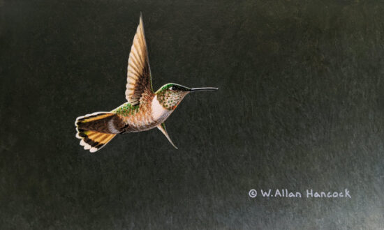 "Flight Study - Rufous Hummingbird (female)," by W. Allan Hancock 6 x 10 - acrylic $970 Unframed