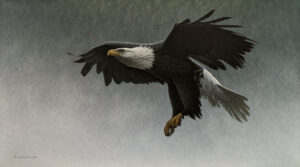 "Royal Descent - Bald Eagle," by W. Allan Hancock 20 x 36 - acrylic $4660 Unframed